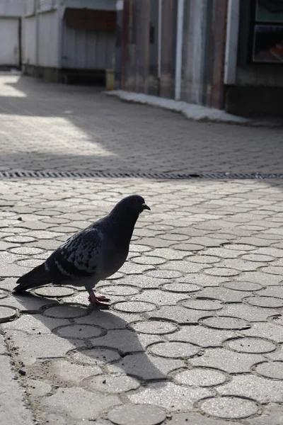 Taube Auf Der Straße — Stockfoto