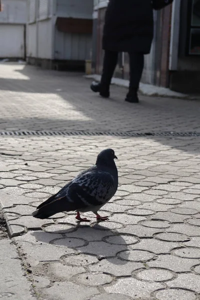 Tauben Auf Der Straße — Stockfoto