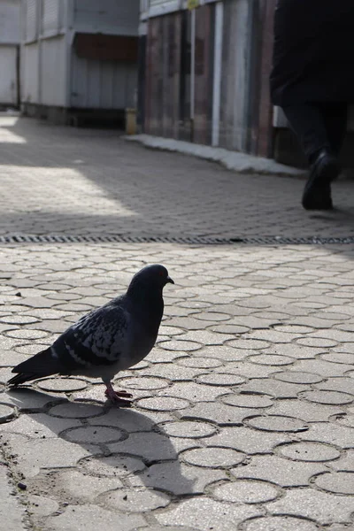 Pigeon Sitting Sidewalk — Stock Photo, Image