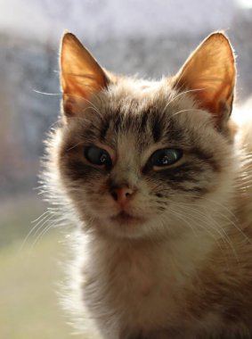 Beyaz gözlü sevimli gri kedi yavrusu, yakın plan portresi, seçici odak