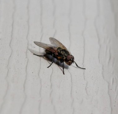 Böcekler kayalıklarda uçar