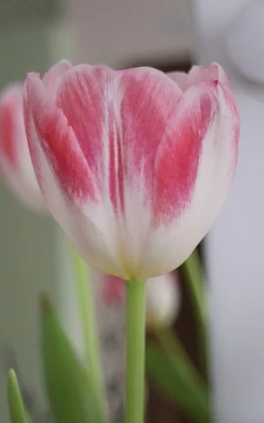 Flor Tulipa Jardim — Fotografia de Stock