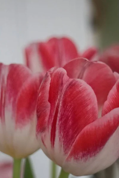 Tulipe Rouge Dans Lit Fleurs Gros Plan Mise Point Sélective — Photo