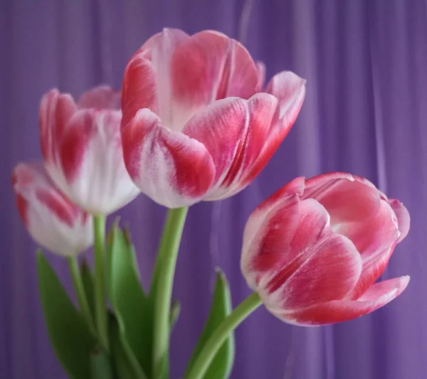 Красиві Тюльпани Вазі — стокове фото