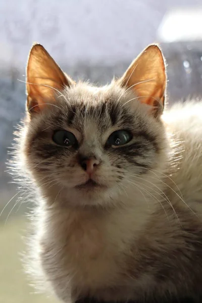 Potret Seekor Kucing Cantik Latar Belakang Rumah Dan Melihat Kamera — Stok Foto