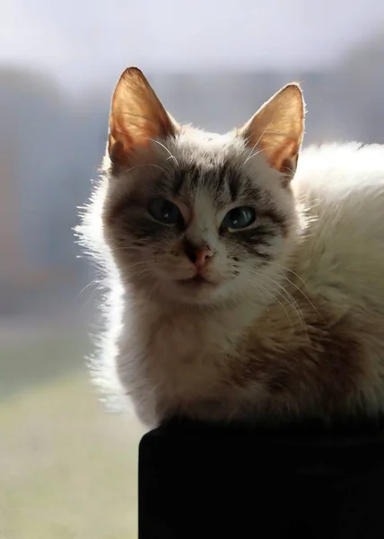Портрет Милий Кіт — стокове фото