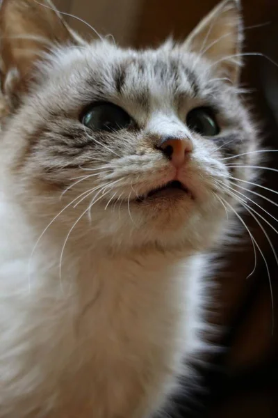 Porträtt Vacker Fluffig Katt — Stockfoto