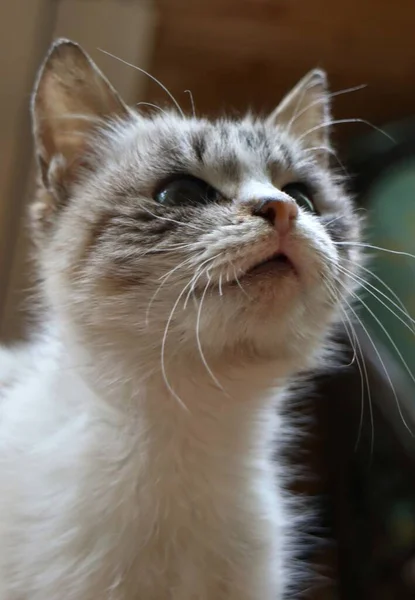 Кошка Сидит Деревянном Фоне — стоковое фото