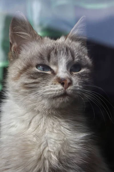 Porträt Einer Niedlichen Flauschigen Katze — Stockfoto