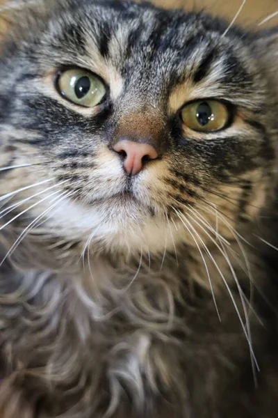 Portret Van Een Prachtige Kat — Stockfoto