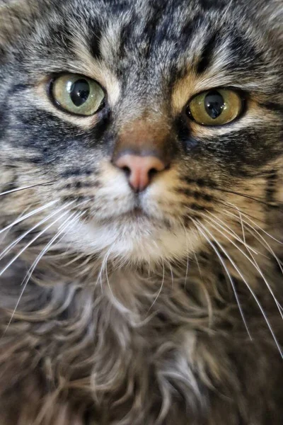 Portrét Kočky Šedé Pozadí — Stock fotografie