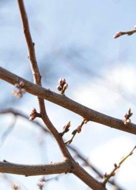 Beyaz çiçekli ağaç dalına yakın plan
