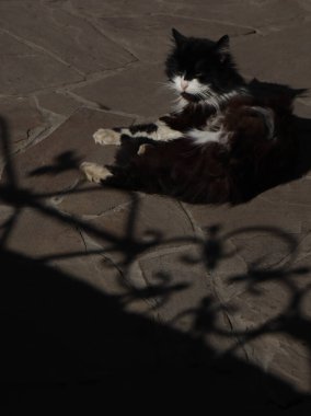 Şirin bir kedinin siyah beyaz fotoğrafı.