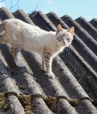 Kedi evin çatısında, yerde oturur..