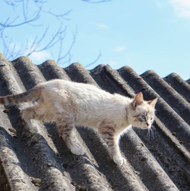 Evin çatısındaki kedi.