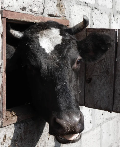 stock image black bull with horns on the farm