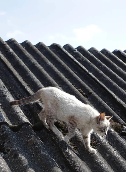 cat on the roof of the house