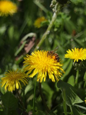 Sarı çiçekli arı