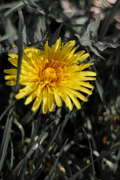 Eine Nahaufnahme Von Gelben Blumen — Stockfoto