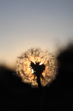 Karanlık bir arka planda karahindiba tohumları