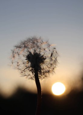 Yeşil çimenlerin üzerinde karahindiba çiçeği