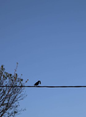 Mavi gökyüzünde kuş yuvası, bitki örtüsü