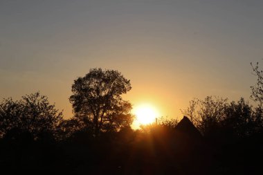 Ormanda güzel bir gün batımı