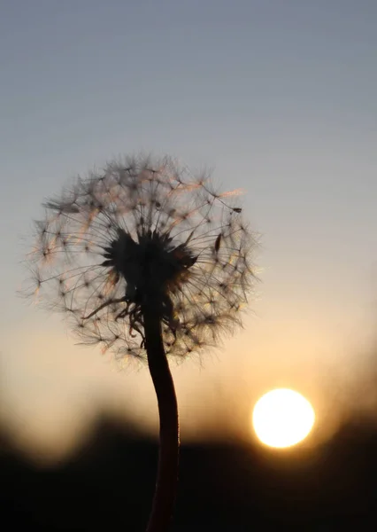 Bunga Dandelion Latar Belakang Langit Biru — Stok Foto