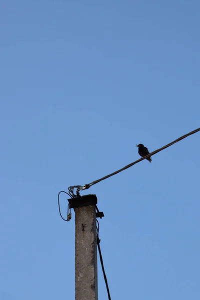 Gökyüzündeki Parkta Bir Kuş Kuşu — Stok fotoğraf