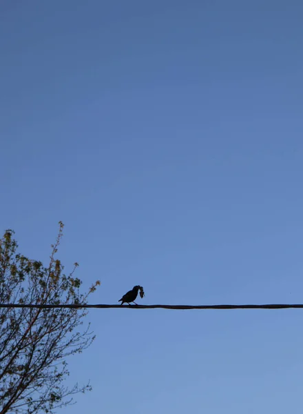 Vogelnest Blauen Himmel Flora — Stockfoto