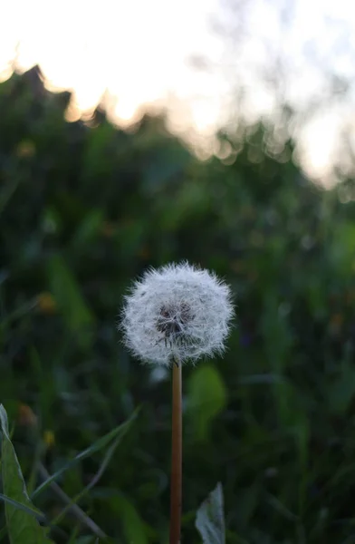 Цветок Одуванчика Фоне Зеленой Травы — стоковое фото