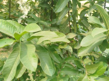 Bir ağacın yeşil yaprakları, bahçede yeşil yapraklar, arka planda yeşil yapraklar.