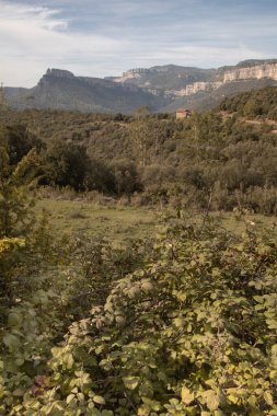 Dağları ve ormanı gösteren manzaralı bir yer.