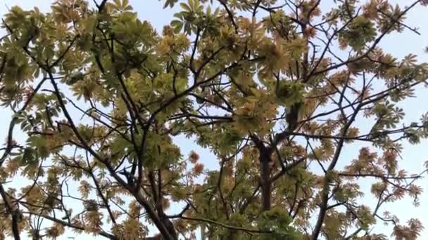 Sol Brilha Através Das Folhas Árvore Macro Folha Verde Dia — Vídeo de Stock