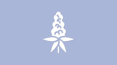 Beyaz Lupine çiçek ikonu mor arkaplanda izole edilmiş. 4K Video hareketli grafik canlandırması.