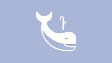 Beyaz Balina simgesi mor arkaplanda izole edilmiş. 4K Video hareketli grafik canlandırması.