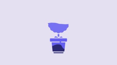 Blue Flower in pot icon isolated on purple background. Plant growing in a pot. Potted plant sign. 4K Video motion graphic animation.