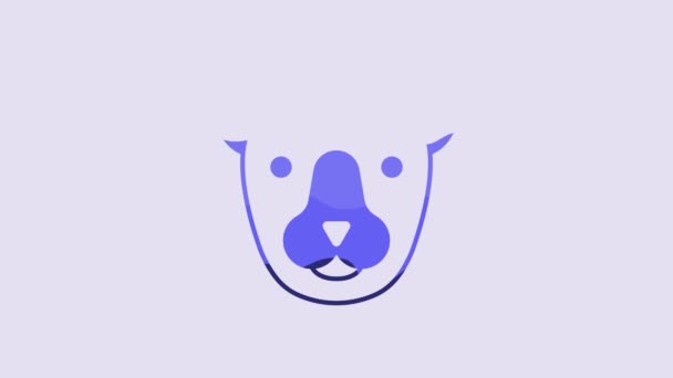 Blue Bear Head Icon Isolated Purple Background Video Motion Graphic — Stock Video