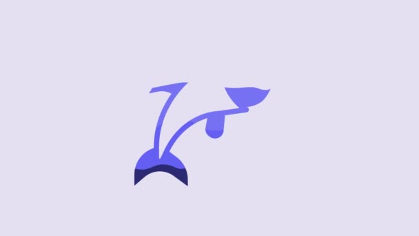 Blue Fish Icon Isolated Purple Background Video Motion Graphic Animation — Stock Video