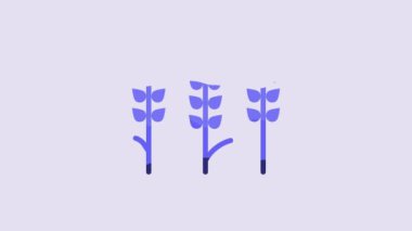 Blue Cereals set with rice, wheat, corn, oats, rye, barley icon isolated on purple background. Ears of wheat bread symbols. 4K Video motion graphic animation.