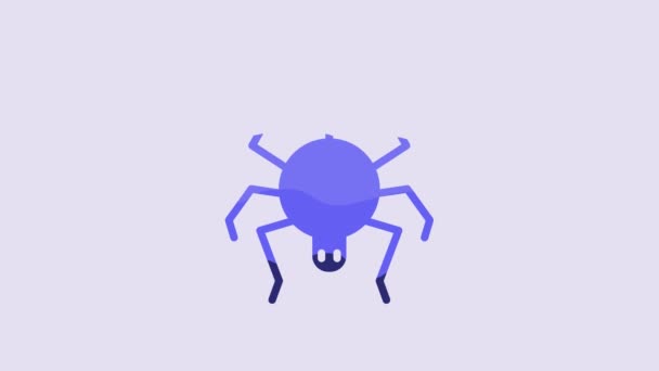 Ikona Modrého Pavouka Izolovaná Fialovém Pozadí Šťastný Halloweenský Večírek Grafická — Stock video