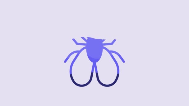Blue Insect Fly Icon Isolated Purple Background Video Motion Graphic — Vídeos de Stock