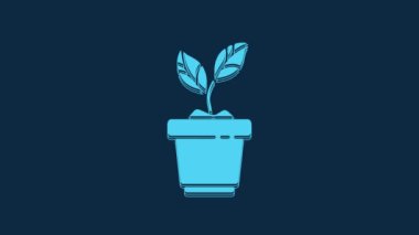 Blue Plant in pot icon isolated on blue background. Plant growing in a pot. Potted plant sign. 4K Video motion graphic animation.