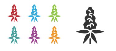 Siyah Lupine çiçek ikonu beyaz arkaplanda izole edilmiş. Simgeleri renklendirin. Vektör