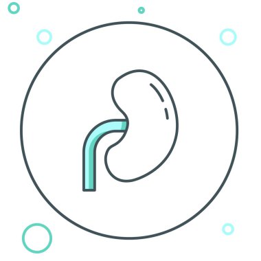 Beyaz arka planda izole edilmiş çizgi insan böbreği ikonu. Renkli taslak konsepti. Vektör.