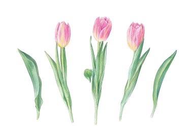 Watercolor pink tulips and leaves, hand drawn botanical illustration