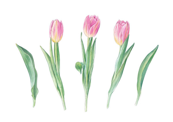 Акварель розовые тюльпаны и листья, ручной рисунок ботаники