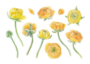 Suluboya sarı ranunculus, elle çizilmiş bahar çiçekleri.