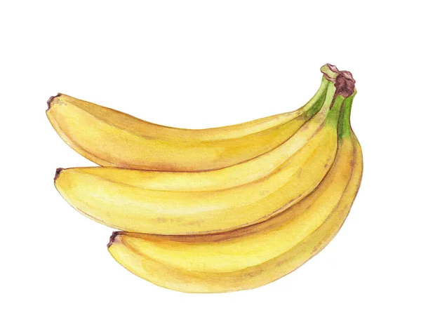 Akwarela Bananów Białym — Zdjęcie stockowe