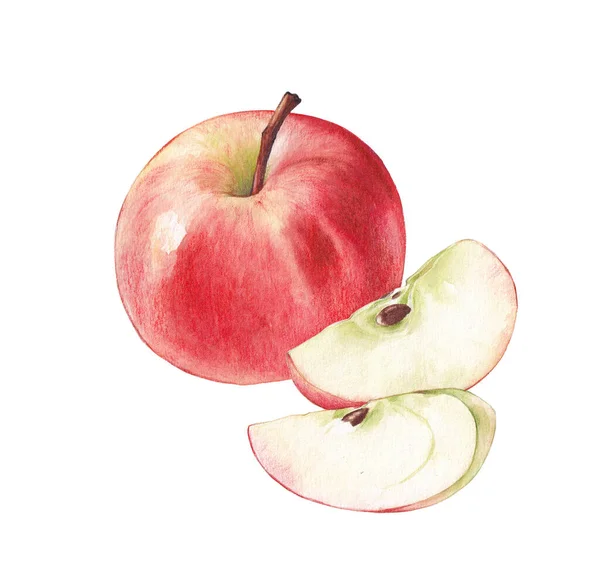 stock image Watercolor illustration of red apple and two slices